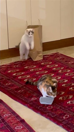 The cat jumped like a rabbit.🐰 #cat