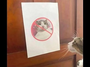 Baby Cakes Confrontation Video (Read Description)