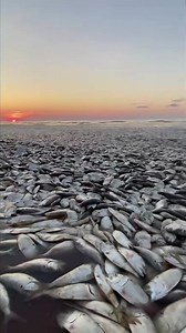 Massive Fish Die-Off - Quintana Beach, TX | Cody Osborne