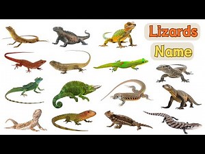 Lizards Vocabulary | Lizards Names in English with Pictures
