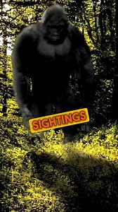 Available this Sunday at 2 PM EST- a new episode of director @aleks.petakov's Bigfoot Beyond the Trail- Return to the Granite State Bigfoot! In this installment of Bigfoot Beyond the Trail, Aleks revisits the first-ever case featured on this series in his home state of New Hampshire. Digging through his personal database of sightings in the state, he shares some interesting encounters and conducts some boots-on-the-ground searching in the area of his previous encounters. Become a Squad Member to