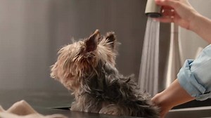 172K views · 112 reactions | With our Kiran faucet, you can easily give your puppy a bath from head to paws. | Moen | Facebook