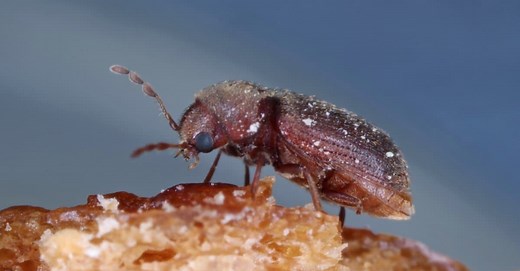 Biscuit Beetle