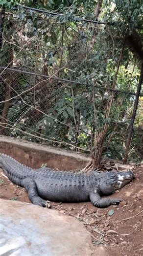 Discover the American Alligator at Nairobi Snake Park