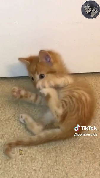 Gigantic Cuterebra Removal from Tiny Kitten | Botfly Extraction