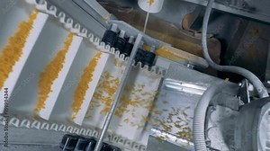 Spaghetti is falling from a wide belt to a narrow fast-moving transporter and being moved up.