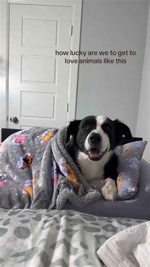 1.2K views · 32 reactions | Forever grateful!  #trendingreelsvideo #dog #dogbed #sleepyhippo | Sleepy Hippo Bedside Pet Bed | Facebook