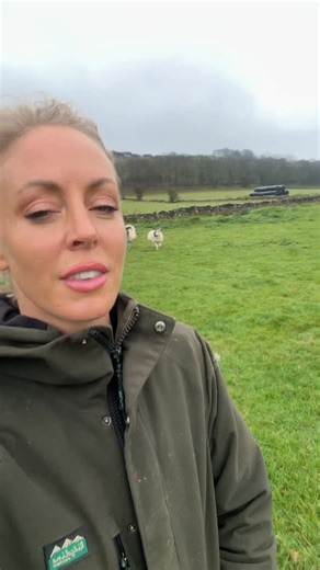 Sheep footbath day on a gloomy Sunday #sheep #farmlife #farminguk #sheepfarming | Dale Farm