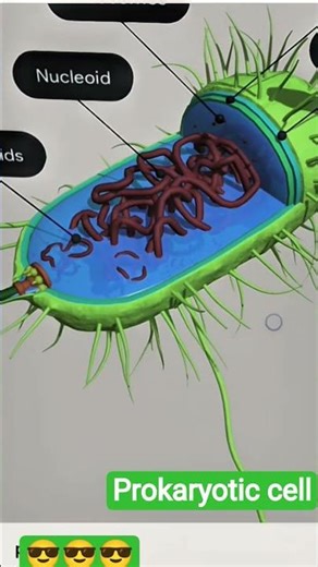 prokaryotic cell in 3d animation 🙏🙏🙏