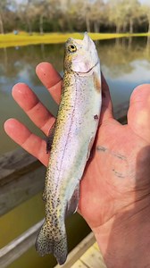 Traditional trout cook #cooking #fishing #outdoors #easyrecipe #cheapprice #seafoodlover | Wade Fishez