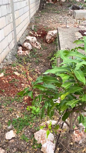 Barber Steve Sound (@barberstevesound)’s videos with original sound - Barber Steve Sound