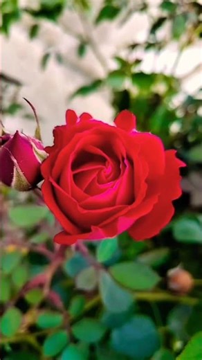 #Dil mangta hai dil dar soniye ।। #rose #flowers #viralvideo #reels #viral