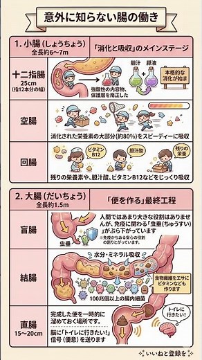 【10秒で健康】人体の神秘 全長約8メートル！小腸と大腸の役割分担と「便ができるまで」の全工程