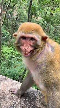 Hilarious Monkey Funny Moments | Adorable and Cheeky Monkey Antics #monkey #shorts #fany