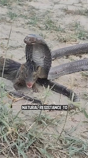 Cobra vs Mongoose! Doesn't end as expected 🤯