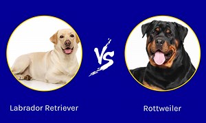 Labrador Retriever vs. Rottweiler: 4 Key Differences Explained