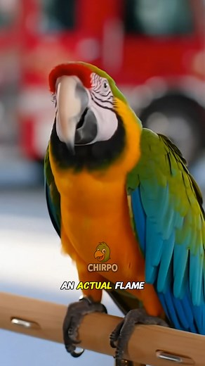 1.4K views · 35 reactions | Firetruck’s roaring… parrot’s snoring 藍 #talkingparrot #funnyparrot  | Heaven on Earth | Facebook