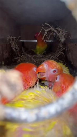 Creating a Stunning Garden Aviary