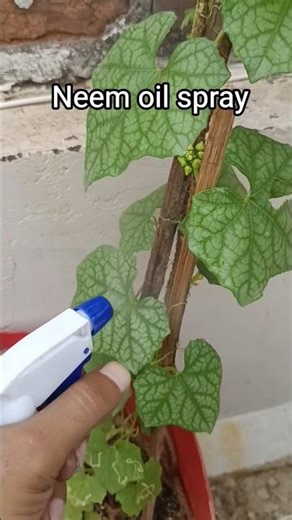 Sponge gourd | Luffa | Torai | Neem oil spray #shorts