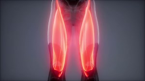 Thigh Muscles - Visible Muscle Anatomy Map Stock Footage SBV-330499928 - Storyblocks