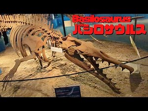 【古生物紹介】バシロサウルス(Basilosaurus)