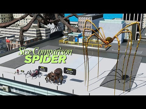 Spider Size Comparison 3D | Smallest to Largest Spiders in the World!