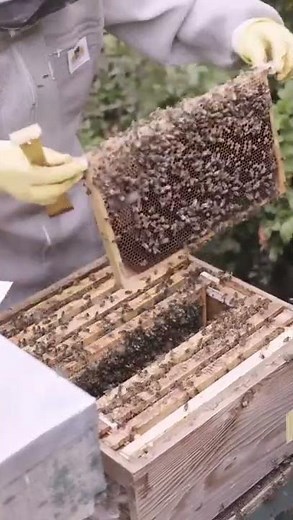 L'apiculture: Formation , des conseils et travaux de terrain