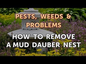 How to Remove a Mud Dauber Nest