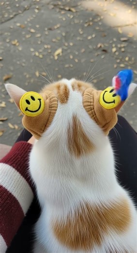 Watch This Adorable Kitten Play for the First Time #小奶猫的成长日记 #记录猫咪日常 #猫猫就是小宝宝啊