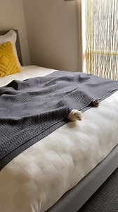 If ferrets could talk . . . . . #ferret #ferrets #ferretfun #ferretlife #cuteferrets #ferretlovers #ferretaddict #ferretsrule #cheeky #pet #conversation #instaferret #funnypets #pets #ferretsofinsta | tivapeterpan