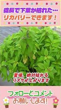 How to Recover Leggy Plants #Gardening #GardeningTips #Beginner