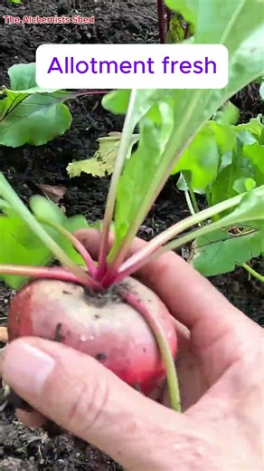 Satisfying No Dig Beetroot Harvest 🌱✨