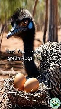 Facts About the Emu