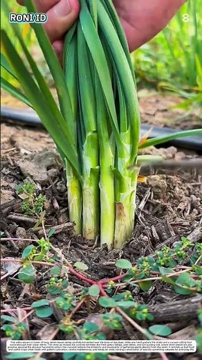 Cutting Green Onions: How Manual Technique Turns Standing Plants Into Harvest