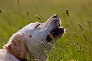 Understanding Canine Cognitive Dysfunction: Signs, Treatment, and Care - Petful