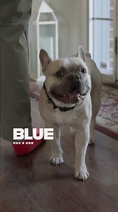 Meet Max Hairston's dog Blue. 🐾