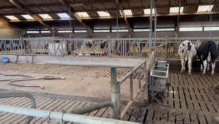 Do your dry cows have a walkout? (exercise yard?) Learn more today and start online training: Dry to Fresh. https://www.cowsignals.com/en/online_courses/drytofresh | CowSignals Training Company