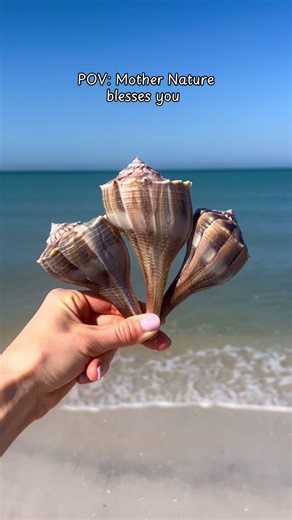 Florida Gulf Coast Shelling: Giant Horse Conch & Beach Treasures
