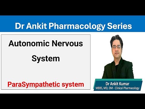 Parasympathetic nervous system