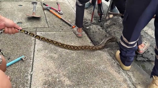 Hapless 20ft python stuck in drain cover is rescued in Thailand