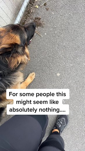 ✨Update ✨ #dogsoftiktok #gsd #dog #protection #reactivedog #dogtraining #dogtrainer #workingdog #gsdoftiktok #germanshepherd #dogattack