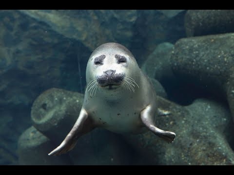 【旭山動物園24時間Live】アザラシ水中（高感度カメラ）Seals live