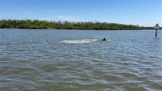 Dolphins!  | Cindy Morales Graham | Facebook