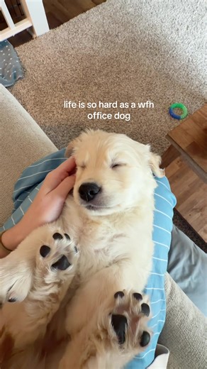 Such a rough life 🥺😆 #goldenretriever #goldenretrieverpuppy #wfhdog
