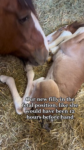 Captured this sweet moment of our new filly. #priestwelshclydesdales #clydesdalesoftiktok #horses #horsesoftiktok #filly #newaddition #love #baby #sweetbaby