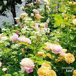 Wao... Super Gorgeous Flower Garden!!!😍😍 | Amazing Land
