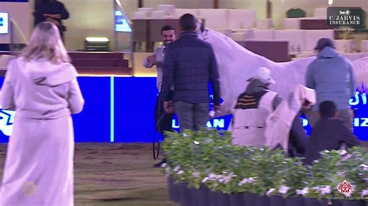 🇸🇦PSAIAHF 2026 Mares 4 Years Old - Section C (Class 5C) 1 st Place goes to 200 – D RAZEENAH ( SHANGHAI EA x ANGELICCAH ) Breeder: DUBAI ARABIAN HORSE STUD Owner: MOHAMMED ABDULAZIZ A AL RUSAINI - AL AHLIAH STUD | Arabian Essence di Elvis Giughera