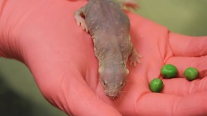 779K views · 365 shares | Naked mole rats have developed an amazing ability that could possibly be adopted by humans. | National Geographic | Facebook