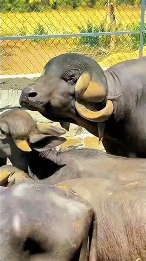 jafrabadi buffalo herd with bull in gir farm | rare horns pattern buffalo in herd#short#viral#trend