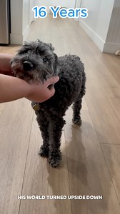 32K views · 1.3K reactions | Peppy is sixteen years old. A miniature...